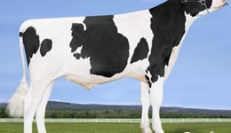 Wimbledon produces high milk quality scores on proven sire list